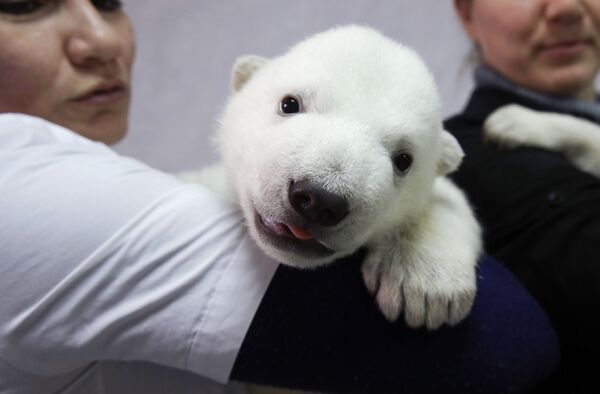 Детеныши белого медведя в сафари-парке Геленджика - 俄羅斯衛星通訊社