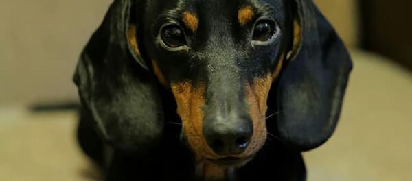 Такса Николас, на которой ранее проводился эксперимент по дыханию в кислородсодержащей жидкости   - 俄罗斯卫星通讯社