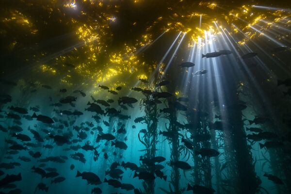 2020年海洋藝術水下攝影大賽獲獎作品和入圍作品展 - 俄羅斯衛星通訊社