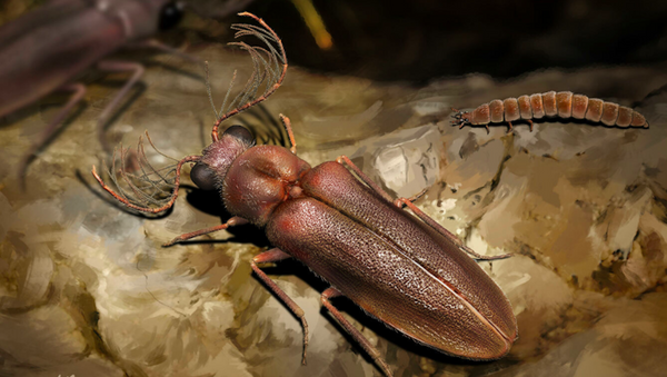 科学家发现萤火虫的远亲 - 俄罗斯卫星通讯社