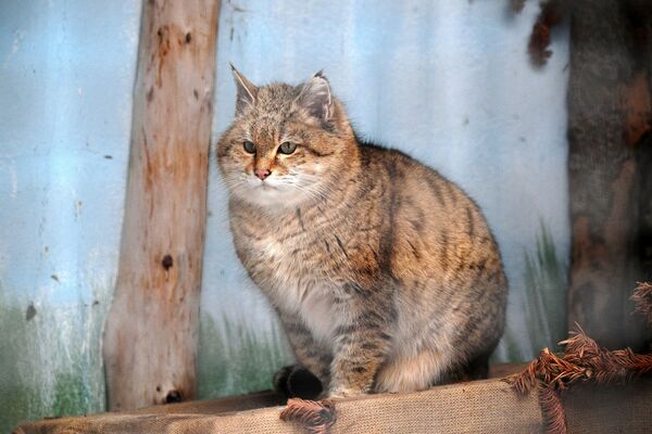 莫斯科市動物園草原野貓在戶外展示區活動 - 俄羅斯衛星通訊社