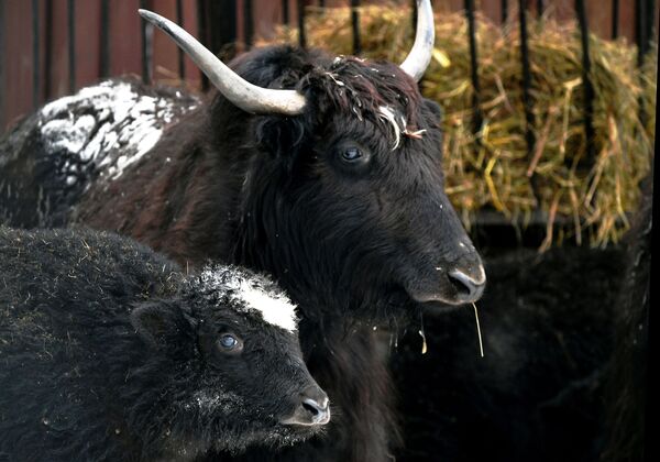 莫斯科市動物園馴養氂牛在戶外展示區活動
 - 俄羅斯衛星通訊社