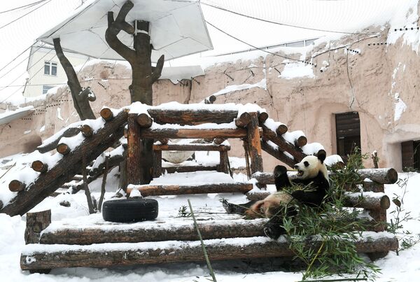 莫斯科市動物園大熊貓在戶外展示區活動
 - 俄羅斯衛星通訊社
