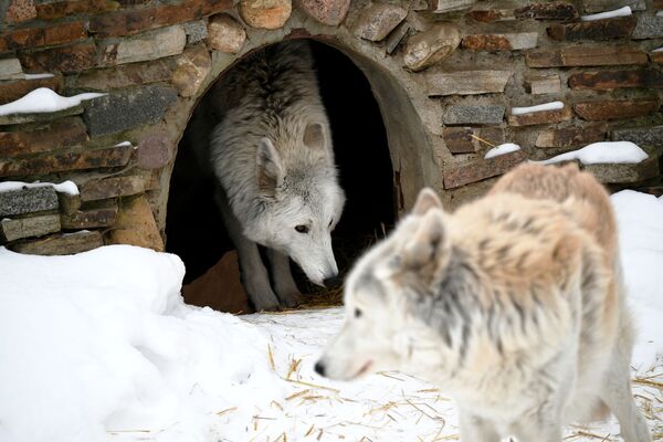 莫斯科市動物園北極狼在戶外展示區活動 - 俄羅斯衛星通訊社