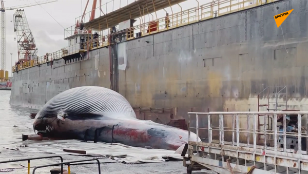 鯨魚重量達到70噸 - 俄羅斯衛星通訊社