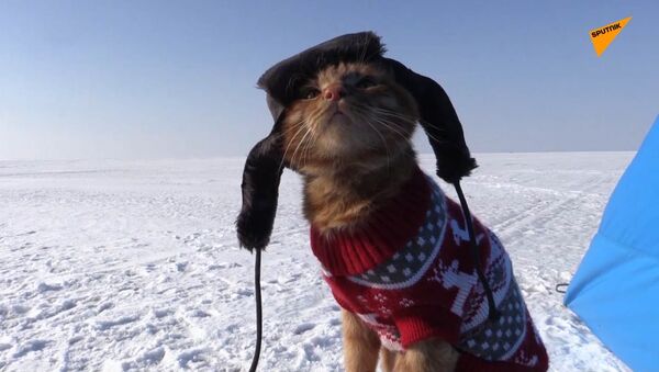 戴護耳帽的貓和主人去釣魚 - 俄羅斯衛星通訊社