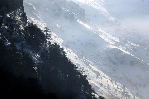 Снег в кедровом заповеднике Таннурин в ливанских горах  - 俄羅斯衛星通訊社