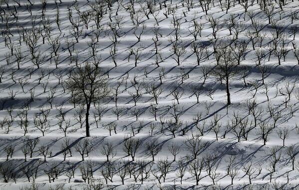 Снег в фруктовом саду в регионе Таннурин в ливанских горах  - 俄羅斯衛星通訊社