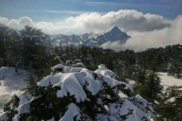 Снег в кедровом заповеднике Таннурин в ливанских горах  - 俄羅斯衛星通訊社