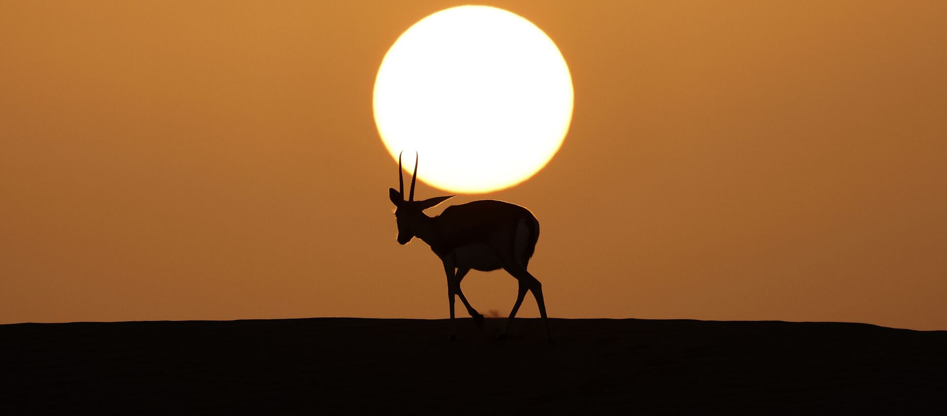 阿聯酋阿里艾因沙漠特拉度假村中的野生羚羊。
 - 俄羅斯衛星通訊社, 1920, 30.01.2021