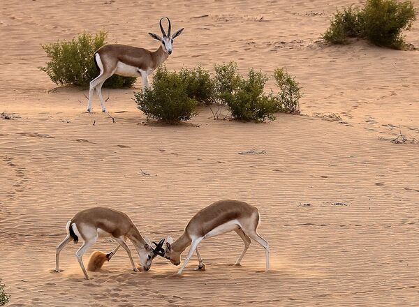 阿聯酋阿里艾因沙漠特拉度假村中的野生羚羊。
 - 俄羅斯衛星通訊社