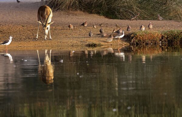 阿聯酋阿里艾因沙漠特拉度假村中的野生羚羊。
 - 俄羅斯衛星通訊社