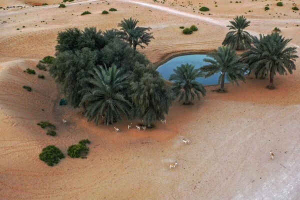 艾因沙漠特拉度假村的綠洲。
 - 俄羅斯衛星通訊社