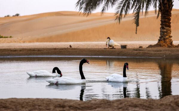 艾因沙漠特拉度假村綠洲池塘中的天鵝。
 - 俄羅斯衛星通訊社