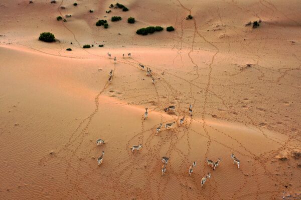 阿聯酋阿里艾因沙漠特拉度假村中的野生羚羊。 - 俄羅斯衛星通訊社