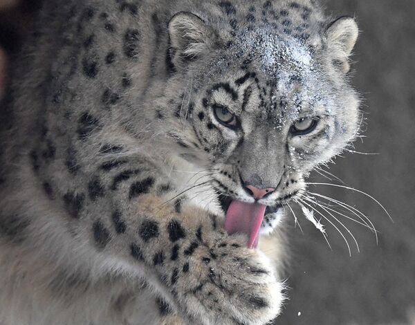 Самка снежного барса по кличке Аксу в открытом вольере в парке флоры и фауны Роев ручей в Красноярске - 俄羅斯衛星通訊社