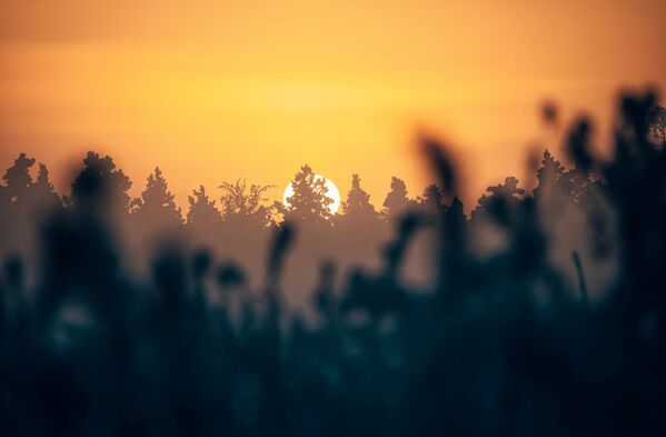 Солнце над заснеженными деревьями в Якутске - 俄羅斯衛星通訊社