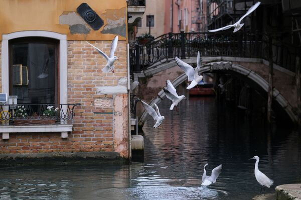 Птицы над каналом в Венеции  - 俄罗斯卫星通讯社