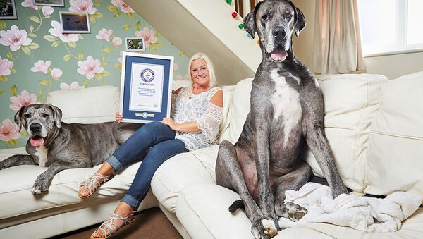世界最高的狗在英國去世 - 俄羅斯衛星通訊社