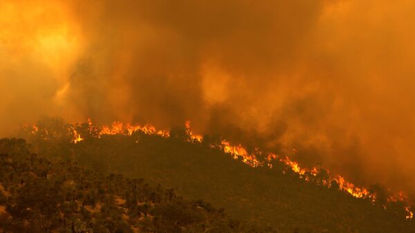 Лесной пожар, вызванный сильным ветром, в Перте, Австралия - 俄罗斯卫星通讯社