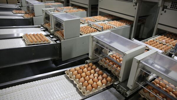Линия сортировки яиц на птицефабрике - 俄羅斯衛星通訊社