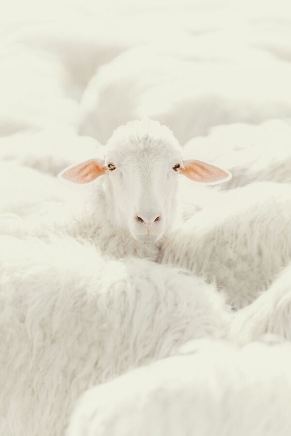 意大利摄影师Claudia Guido选送的《A Sheep》作品摘得2020年东京摄影大赛自然类专业组桂冠 - 俄罗斯卫星通讯社