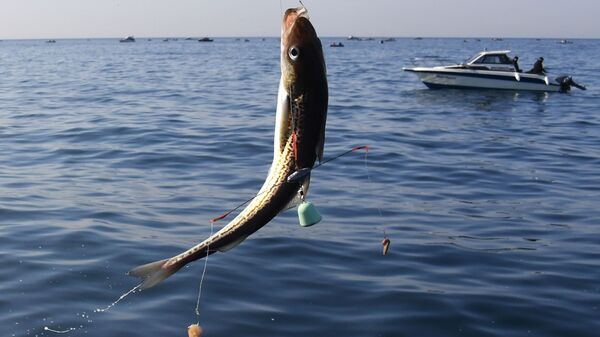  Рыба, пойманная в акватории Уссурийского залива недалеко от Владивостока.  - 俄罗斯卫星通讯社