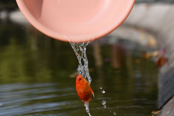  河内市居民在水塘放生祈福金鱼。 - 俄罗斯卫星通讯社