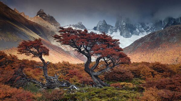 阿根廷摄影师Andrea Pozzi选送作品《Mists》获第14届国际年度园林摄影师大赛“呼吸空间”组最佳推荐。 - 俄罗斯卫星通讯社