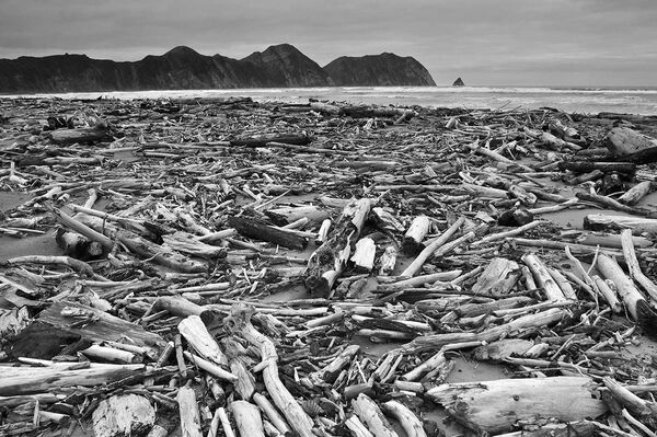 新西兰摄影师Jonathan Barran选送作品《Tolaga Bay》夺得第14届国际年度园林摄影师大赛“植物与地球”组冠军。 - 俄罗斯卫星通讯社