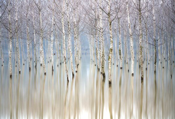 意大利摄影师Gianluca Gianferrari选送作品《Flooding Birches》夺得第14届国际年度园林摄影师大赛“树木与森林”组冠军。 - 俄罗斯卫星通讯社