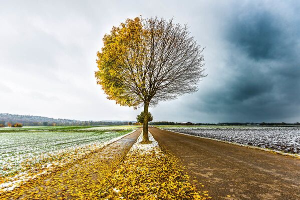 德国摄影师Clara Wanjura选送作品《The Autumn-Winter Tree》入围第14届国际年度园林摄影师大赛“树木与森林”组决赛。 - 俄罗斯卫星通讯社