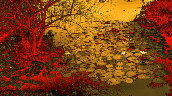 中国摄影师Fan Yi选送作品《Waterlilies》夺得第14届国际年度园林摄影师大赛“抽象概念”组亚军。 - 俄罗斯卫星通讯社