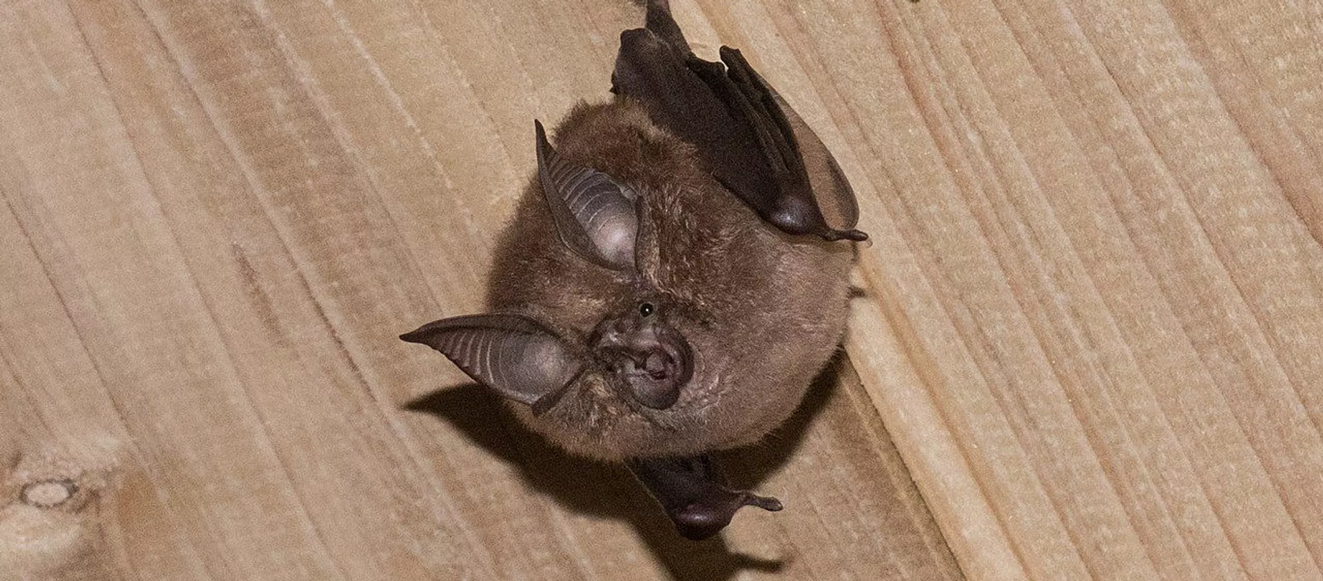  Rhinolophus cornutus - 俄羅斯衛星通訊社, 1920, 10.02.2021