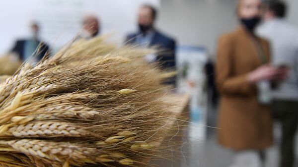 俄经济发展部长：3至4月俄小麦出口增加 包括对不友好国家 - 俄罗斯卫星通讯社