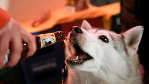 主人在莫斯科Underdog酒吧用“尾巴”（Schwanz）啤酒款待他的狗狗。 - 俄罗斯卫星通讯社