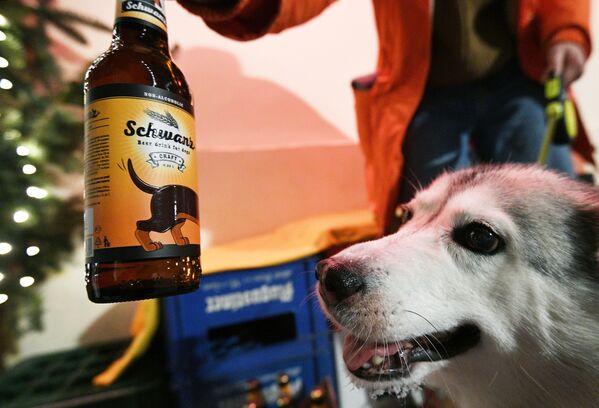 莫斯科Underdog酒吧里的一只狗狗。 - 俄罗斯卫星通讯社