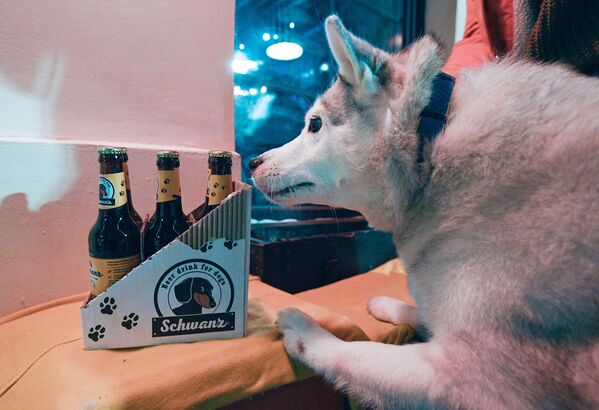 一隻哈士奇狗狗在莫斯科Underdog酒吧門口嗅聞啤酒瓶子。 - 俄羅斯衛星通訊社