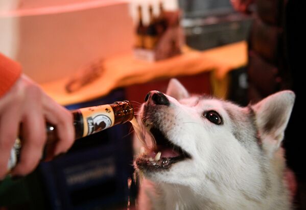 主人在莫斯科Underdog酒吧用“尾巴”（Schwanz）啤酒款待他的狗狗。 - 俄羅斯衛星通訊社