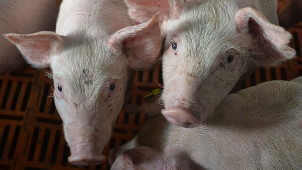 Свиньи в Родниковском свинокомплексе в Челябинской области - 俄罗斯卫星通讯社