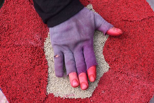 越南工人加工乾香為農歷新年做準備。 - 俄羅斯衛星通訊社