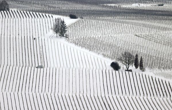 雪後的德國葡萄園。 - 俄羅斯衛星通訊社