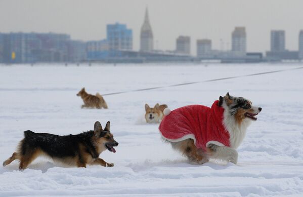 圣彼得堡市柯基犬主人携爱犬参加情人节犬装跑秀活动。 - 俄罗斯卫星通讯社
