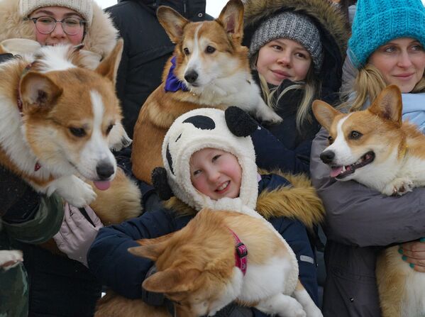 圣彼得堡市柯基犬主人携爱犬参加情人节犬装跑秀活动。 - 俄罗斯卫星通讯社