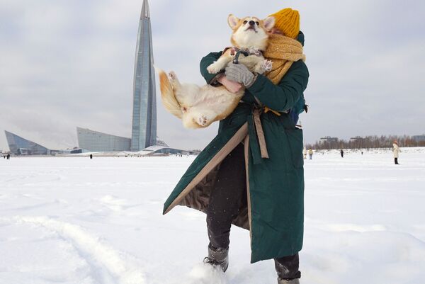 聖彼得堡市柯基犬主人攜愛犬參加情人節犬裝跑秀活動。 - 俄羅斯衛星通訊社