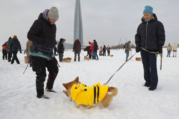 聖彼得堡市柯基犬主人攜愛犬參加情人節犬裝跑秀活動。 - 俄羅斯衛星通訊社