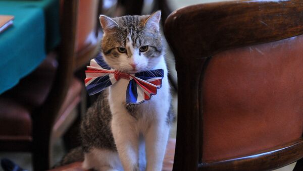英國倫敦唐寧街10號首相官邸里戴著領結的拉里貓。 - 俄羅斯衛星通訊社