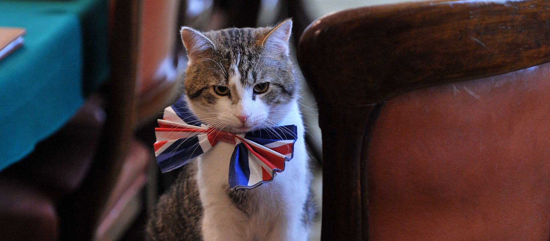 英国伦敦唐宁街10号首相官邸里戴着领结的拉里猫。 - 俄罗斯卫星通讯社, 1920, 17.02.2021