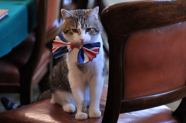 英国伦敦唐宁街10号首相官邸里戴着领结的拉里猫。 - 俄罗斯卫星通讯社