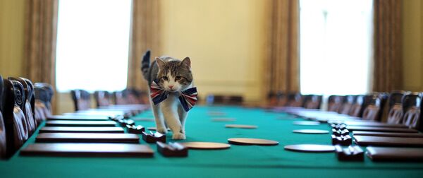 英國倫敦唐寧街10號首相官邸里戴著領結的拉里貓。 - 俄羅斯衛星通訊社